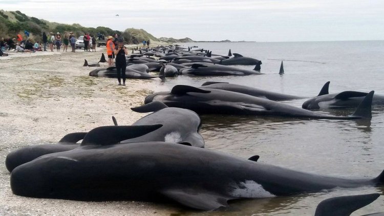 At least 9 pilot whales dead in mass stranding in New Zealand's Golden Bay