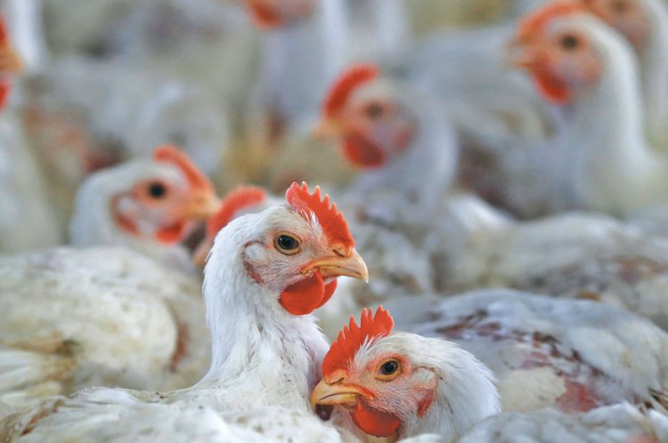 Bird flu: 45 chickens found dead in Maharashtra's Palghar