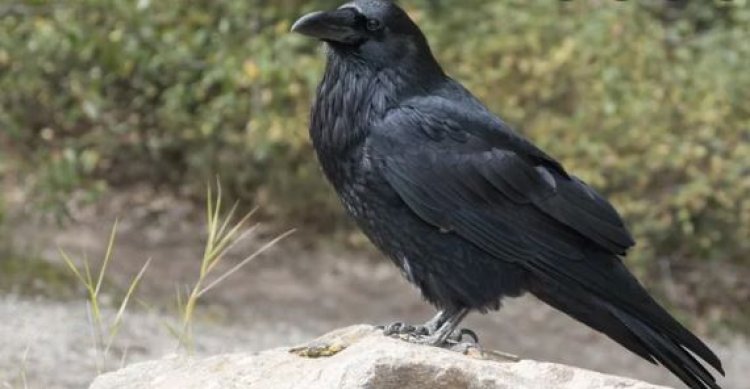 8 crows found dead in Punjab's Hoshiarpur