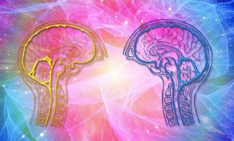 Study reveals differences between men's and women's brains