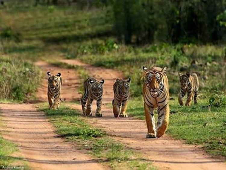 Nearly 41 tiger cubs spotted in MP's Bandhavgarh reserve