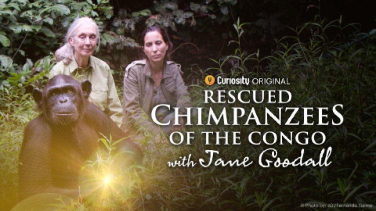 CuriosityStream Celebrates World Chimpanzee Day with July 14th Premiere of Original New Series ‘Rescued Chimpanzees of the Congo with Jane Goodall’
