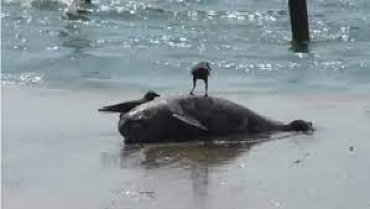 Dead dolphin washes ashore Mumbai's Juhu beach