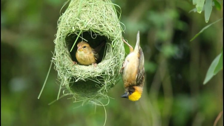 Nests of endangered baya weaver birds spotted in Ganjam
