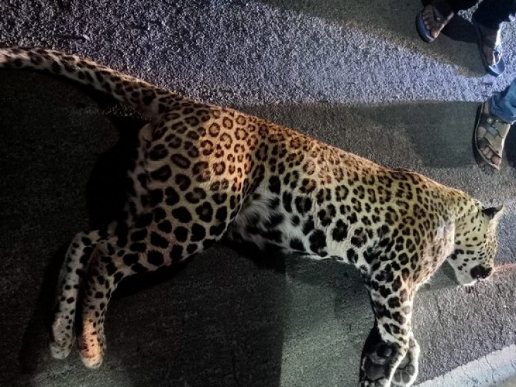 Leopard dies of old age in MP's Van Vihar National Park