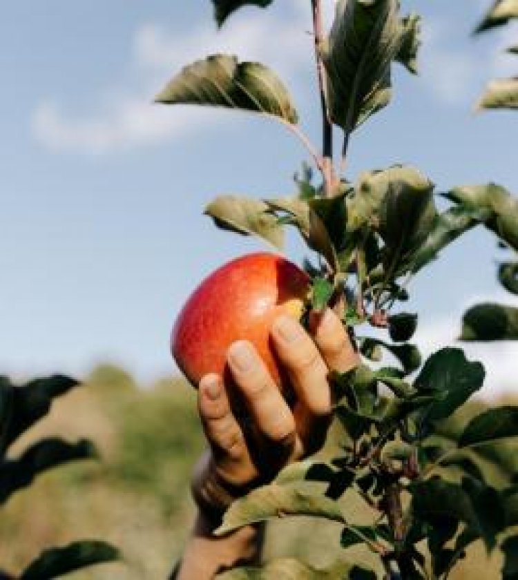 Organic Apple Orchard Eyes Eco-Conscious Consumers with Organic Fruit, Sustainable Packaging