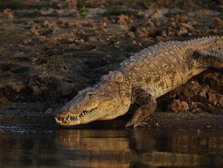 Crocodile population rises in Odisha's Bhitarkanika