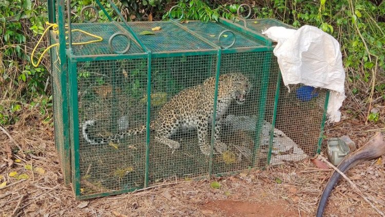 Leopardess, lion die in squeeze cage at zoo