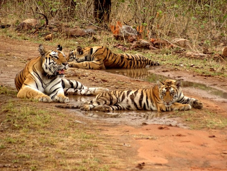 Count of big cats in Sariska Tiger Reserve rises to 27