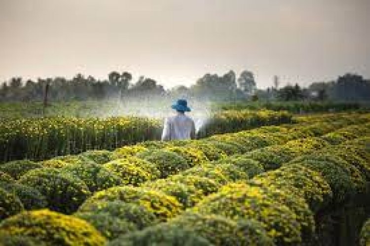 Ways in which Agrochemicals Help in Crop Protection
