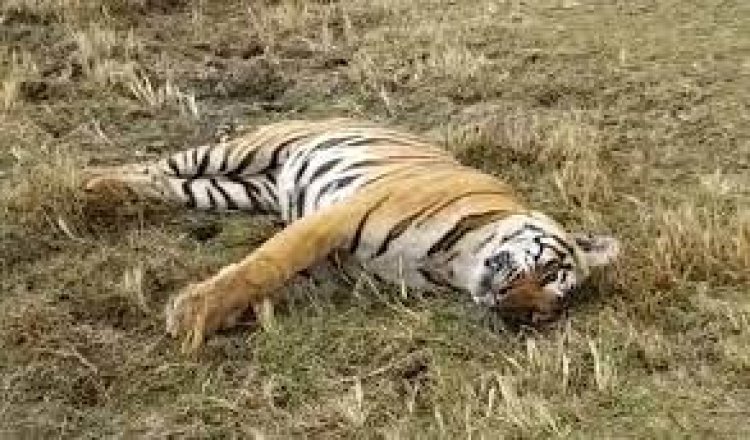 MP: Female tiger cub found dead in Bandhavgarh reserve