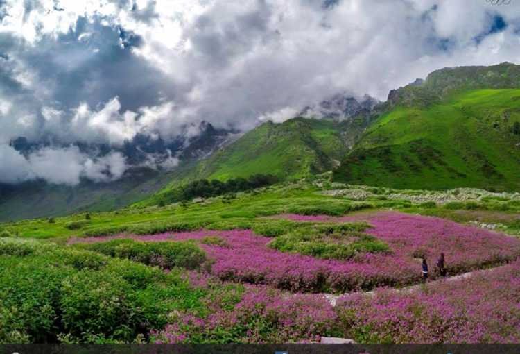 Valley of Flowers opens for visitors