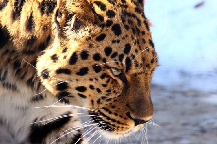 MP: Leopard kills six-year-old girl in Mhow