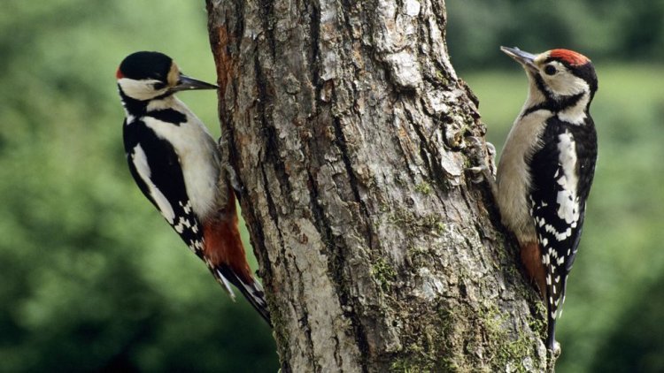 Do you know woodpeckers' heads act more like stiff hammers than safety helmets? Study reveals