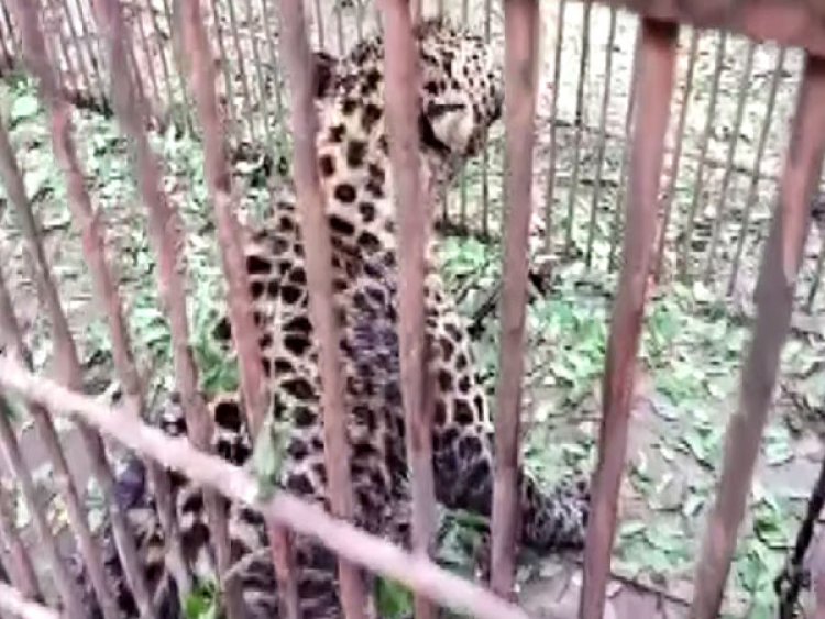 Leopard captured by forest dept team in UP
