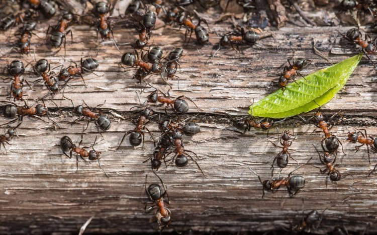 Study: Ant colonies' decision-making resembles that of neural networks