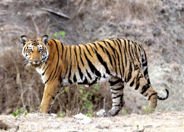 TN will organise tiger summit, says Stalin