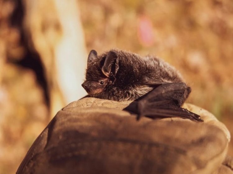 Study finds how bats use echoes to form image of their surroundings