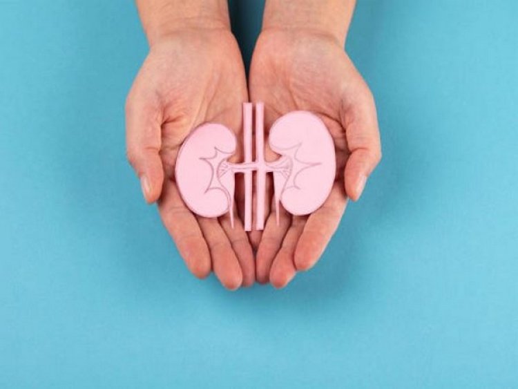 Metabolism might be vital for future kidney disease treatment: Study