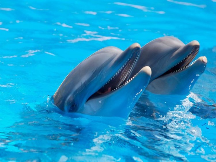 Research: Dolphins have largest alliance network outside of humans