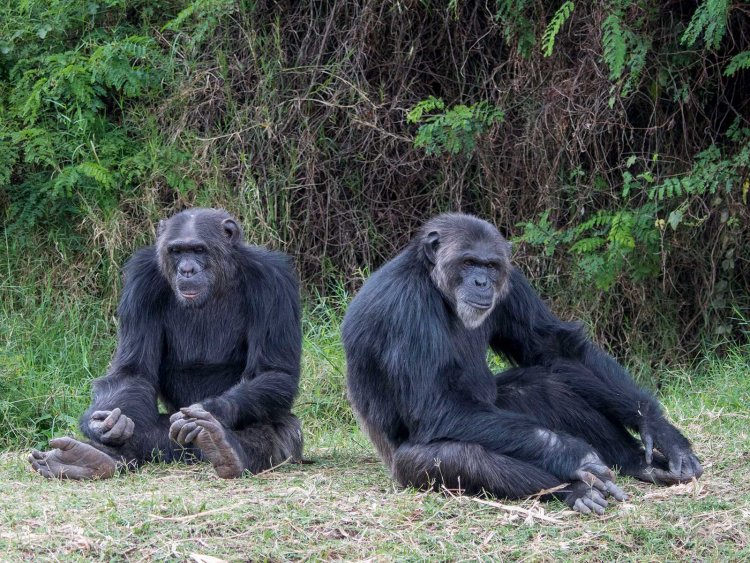 Tourists being studied by scientists to protect great apes