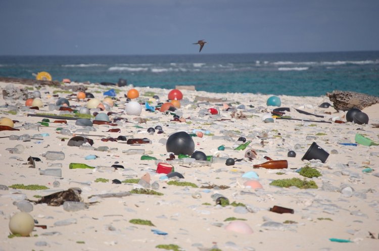 Odisha's Gopalpur beach sees rise in pollution: Study