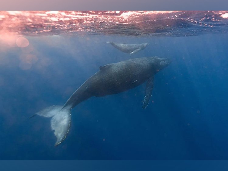 Study reveals how whales shield themselves from brain damage while swimming