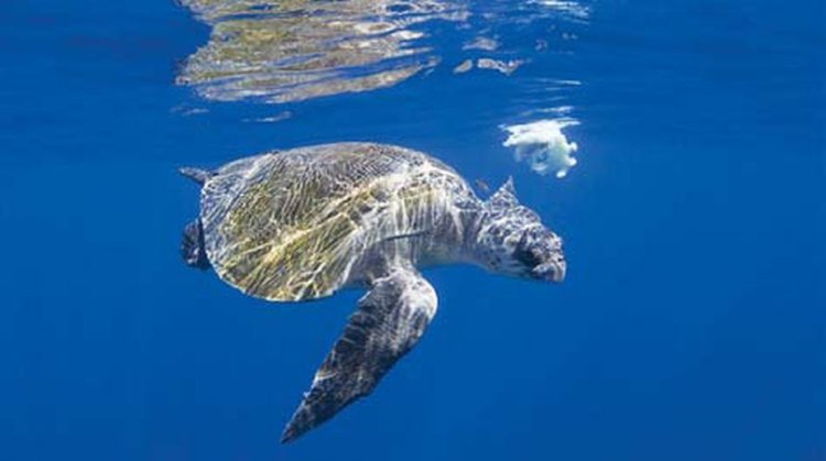 Study probes turtles' survival years after oil spill