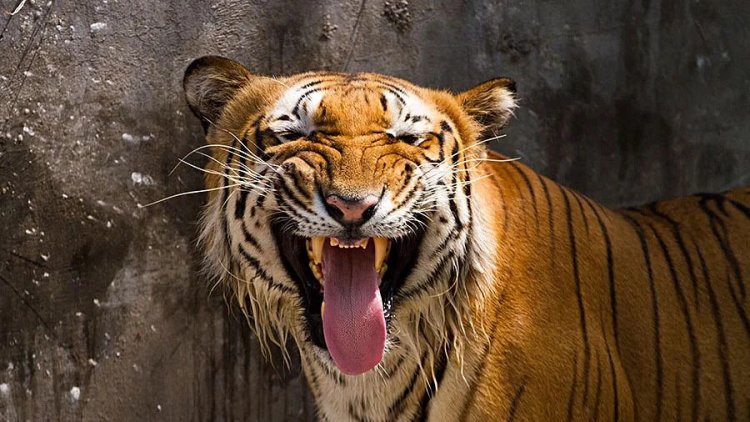 Tiger kills two shepherds in Maha forest