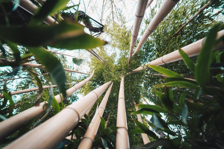 Events to go green - One Bamboo!