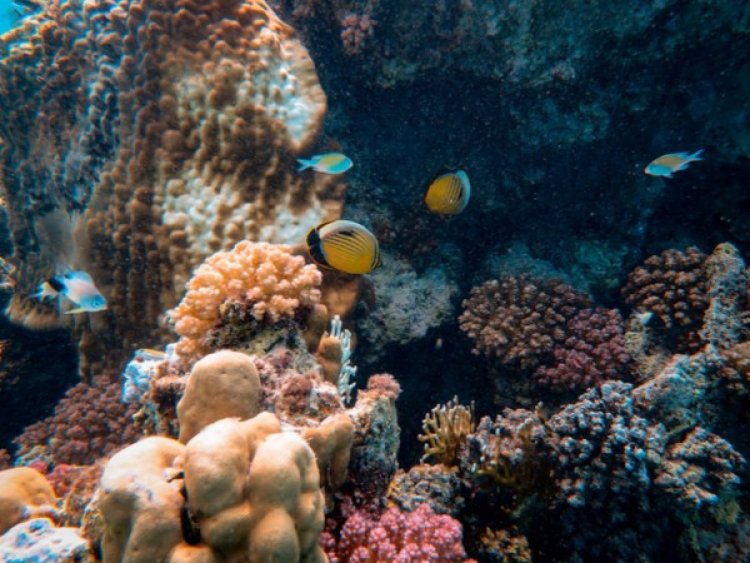 Coral select algae partnerships to ease environmental stress