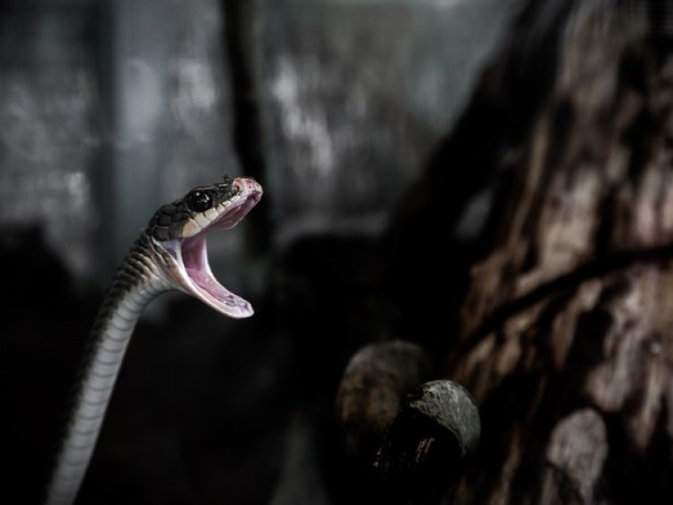 Venom in snakes and salivary protein in mammals share a common origin: Study