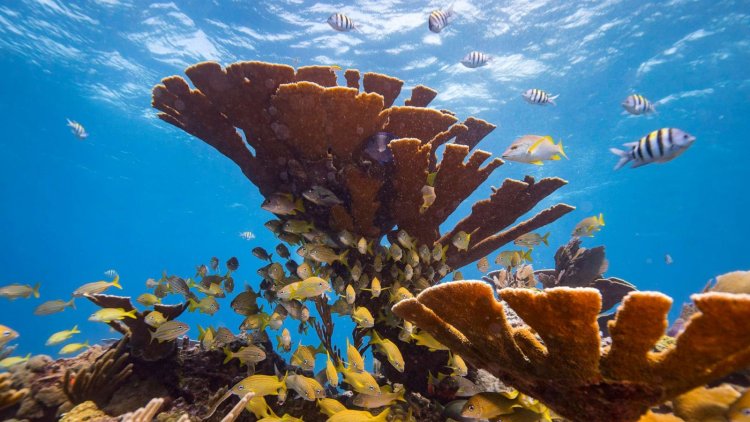 COP15 goals to halt biodiversity decline but can downgrade ocean action