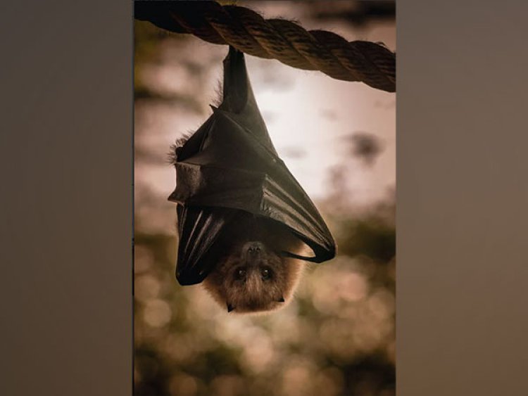 Scientists reveal first close-up look at bats' immune response to live infection