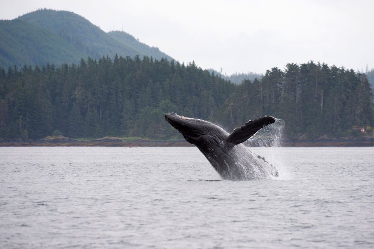 Scientists suggest that whales could be a valuable carbon sink