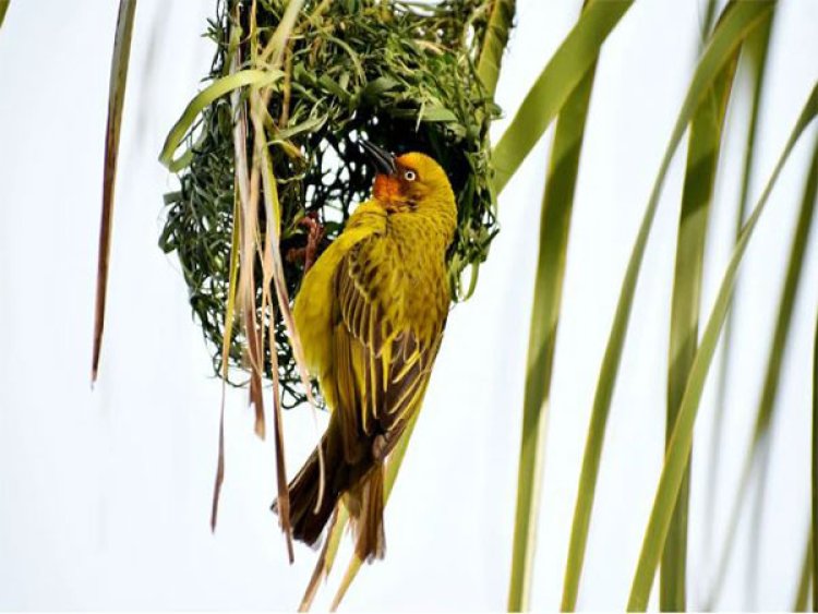 Study confirms notion of birds building complex nests to protect their offspring