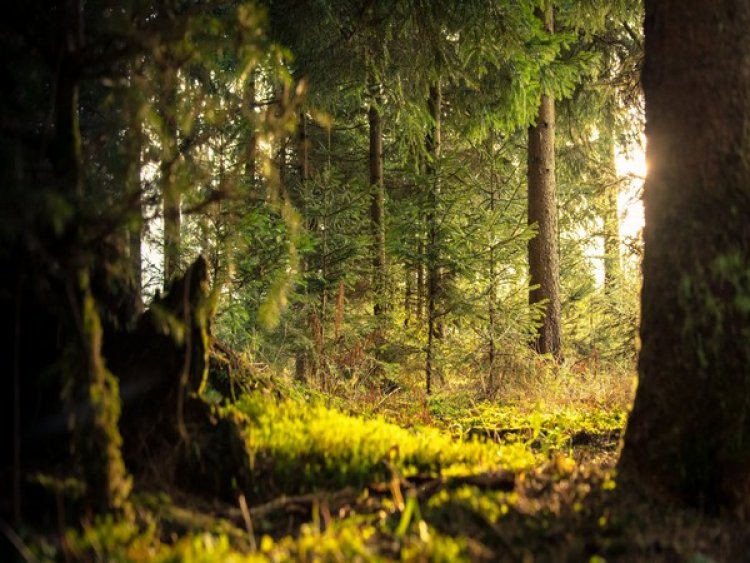 Early forests did not significantly change atmospheric CO2: Research