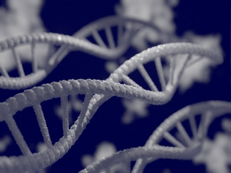 Study concludes evolution of uniquely human DNA was a balancing act