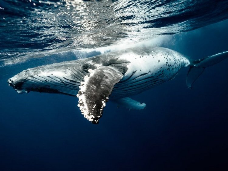 Did you know male whales give up singing to attract love?
