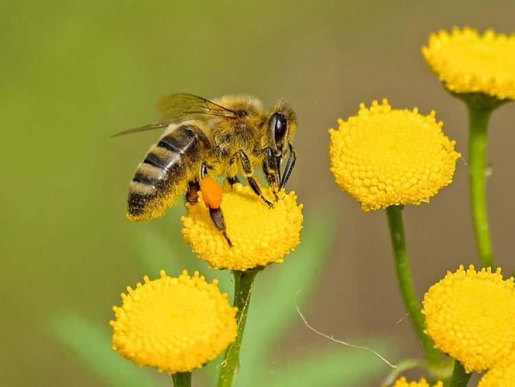 Rapid urban honeybee-keeping adversely impact wild bee populations: Study