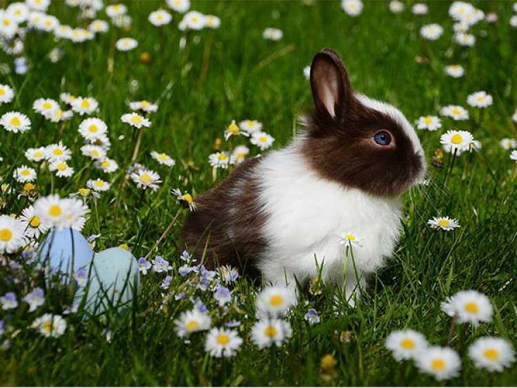 Pet rabbits require freedom to exercise: Study