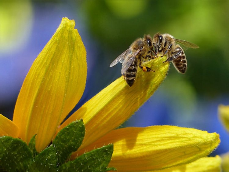 Warmer springs are causing bees to wake up earlier: Study