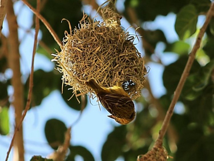 Study finds that man-made materials in nests can bring risks for birds