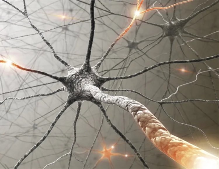 Researchers discover possible biomarker of multiple sclerosis disease