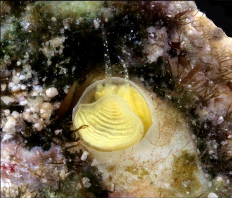 Newly discovered "margarita snails" are bright yellow coloured