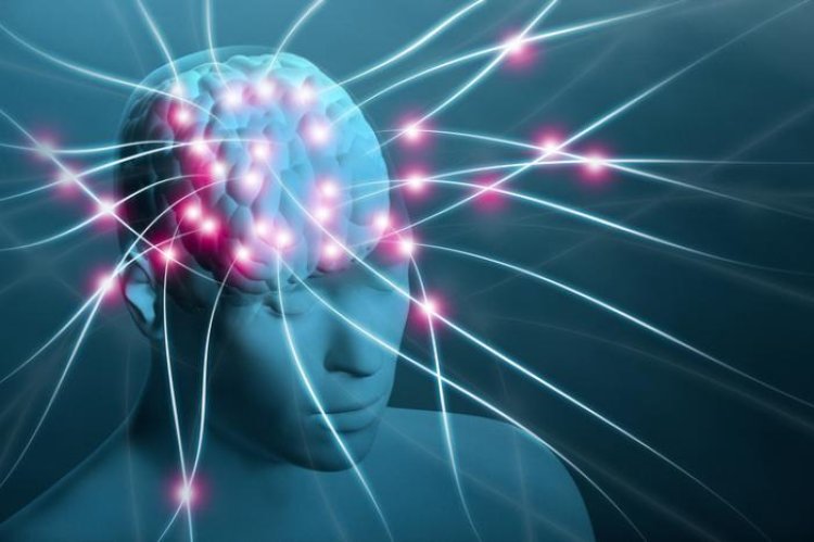 Study sheds more light on brain's dopaminergic system