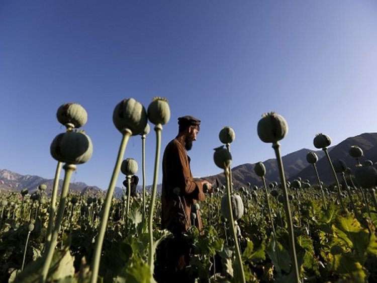 Myanmar becomes world's biggest opium producer, overtakes Afghanistan: UN report