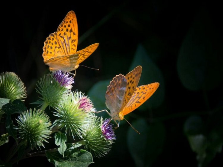 Climate change may reduce butterflies' spots: Study