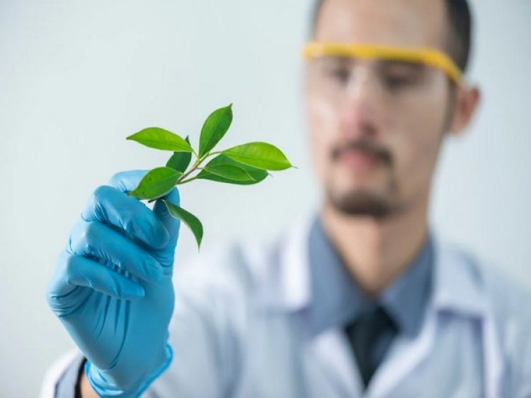 Plant receptors that regulate growth, immunity have common origin: Study