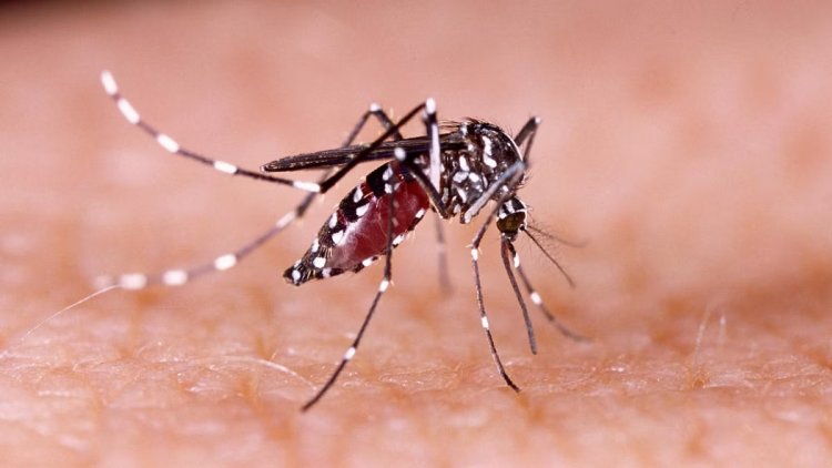 Death risk from chikungunya continues for up to 3 months: Lancet study